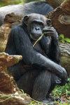 HOU_Zoo_Chimp.jpg