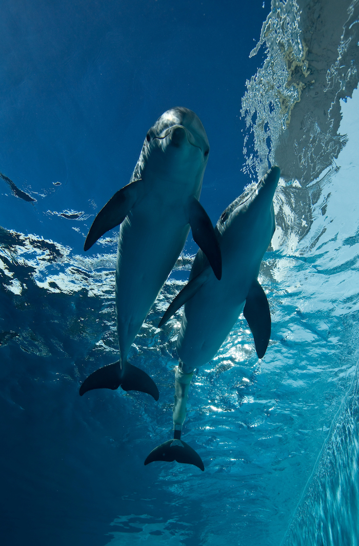 Asset Library Photos Tampa Bay CityPASS CityPASS®